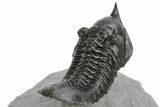 Flying Morocconites Trilobite Fossil - Ofaten, Morocco #227802-5